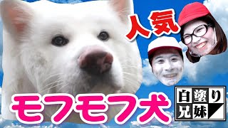 【秋田犬】話題沸騰のフワフワモコモコワンちゃんに会いに行った／白塗り兄妹の大冒険＃31