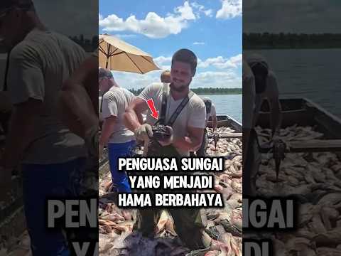 Kenapa Ikan Sapu Sapu Dibenci Dan Dimusnahkan Di Alam Liar Perairan Indonesia