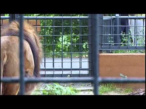 Traurig: Abschied von Löwenkater Fritz im Zoo Hoyerswerda - ELSTERWELLE