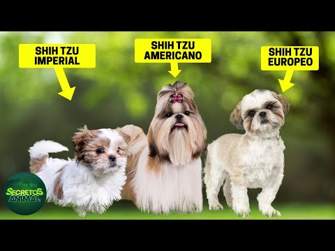 8 Types of Shih Tzu: Which Is the Rarest Type of Shih Tzu?