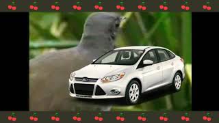 Lyrebird imitando,cmeras,carros, motosserras, e at mesmo pessoas!