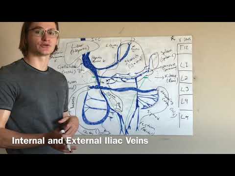 Venous System of the Abdominal Cavity