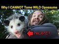 Why I CANNOT TAME Wild OPOSSUMS