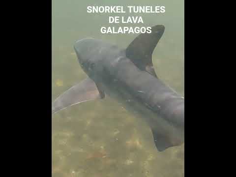 SNORKEL TUNELES DE LAVA ISLA ISABELA GALAPAGOS