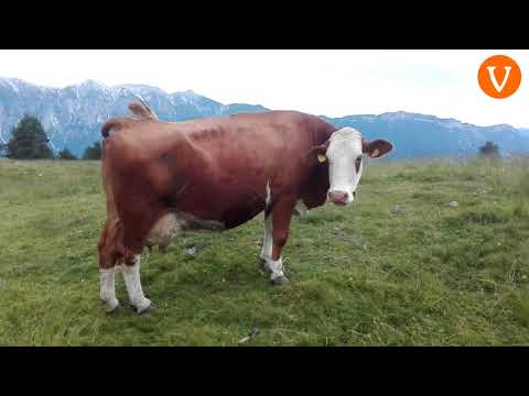 TRA LE MUCCHE AL PASCOLO A MALGA COLO, SULLA MONTAGNA DI RONCHI VALSUGANA