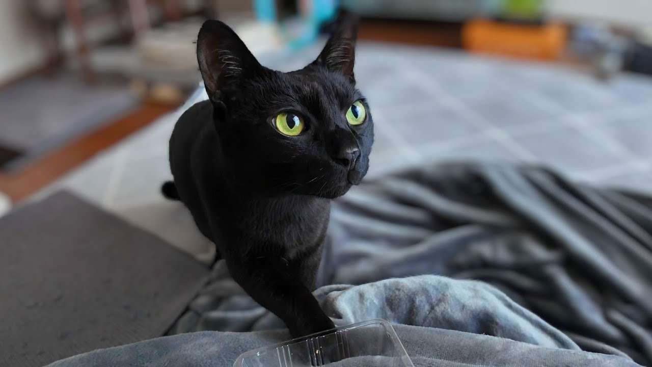 人間のおやつチェックもニャルソック業務のうちだと思ってる黒猫