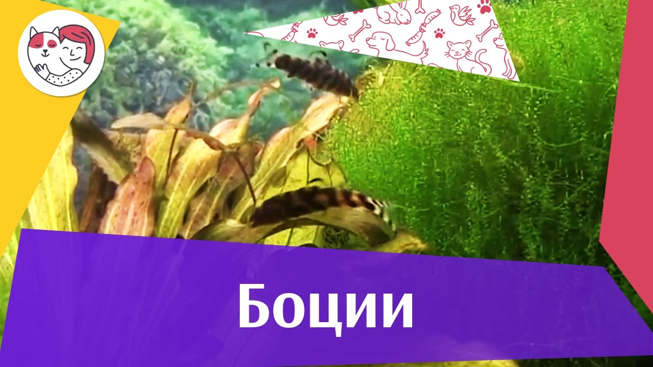 5 особенностей ухода за золотистым ретривером