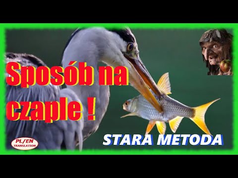 Czapla siwa-przyjaciel czy wróg!?? Stara niedozwolona metoda odstraszania czapli!!🏹💣🔫👁👀🦅🦩🦩
