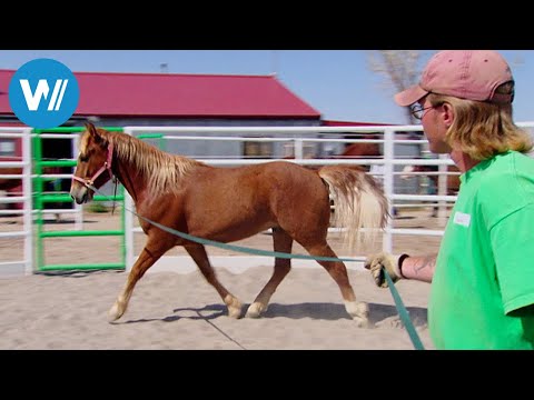 Of Men and Mustangs (360° - GEO Reportage)