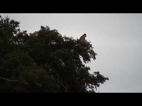 Djuma: Vervet Monkey in tree alarming - 05:50 - 01/24/2022