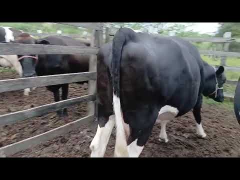5 VACAS A VENDA LOCAL ITAIBA PE 87981470453