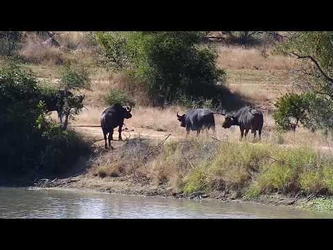 Djuma: Buffalo group at the dam - 10:41 - 05/23/20