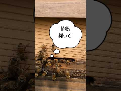 ミツバチの好きな花のリスト: 花粉媒介者を引き寄せる 20 以上の蜂蜜植物!  庭園