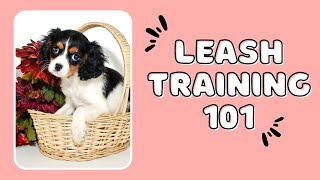 Leash Train a Puppy that Bites the Leash | Puppy's First Time in a Harness and Leash
