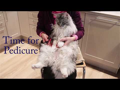 Maine Coon Felix. Grooming. Trimming of claws. Time for pedicure.