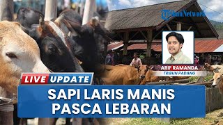 Pasar Sapi dan Kerbau di Sijunjung Meningkat Pasca-lebaran! Warga Ramai-ramai Melakukan Penjualan