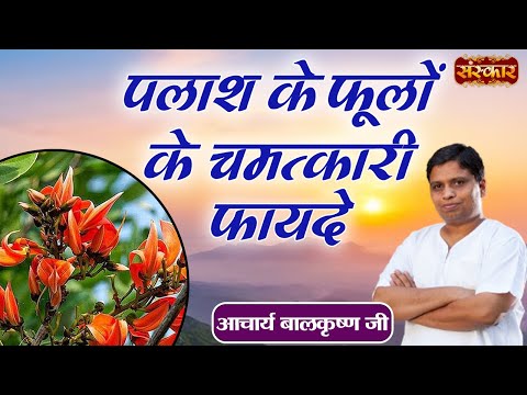 पलाश के फूलों के चमत्कारी फायदे | Benefits of Palash Flowers | Acharya Balkrishna Ji | Sanskar TV