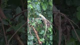 green garden lizard 🦎 #trending #trendingshorts #shortsfeed #shorts #viralshorts #foryou #wildlife