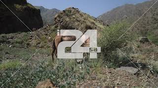 فيديو - مجموعة من الجمال في المناطق الجبلية جازان،...