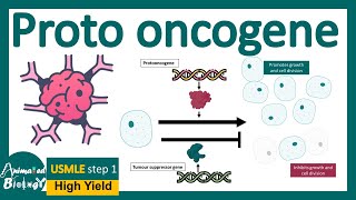 Proto oncogens | How proto oncogenes lead to cancer? | The biology of protooncogenes | USMLE