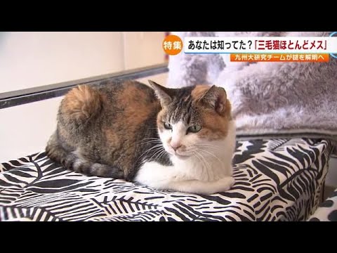 三毛猫はなぜメスなのか