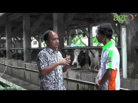 Bagaimana saya tahu apa potensi saya Apa yang harus saya lakukan jika anak saya memiliki penis kecil