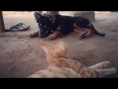Dhanu and Lucy: The Funniest Female Pets on YouTube | Theramson Pets