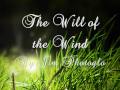 Will of the Wind By Jim Photoglo