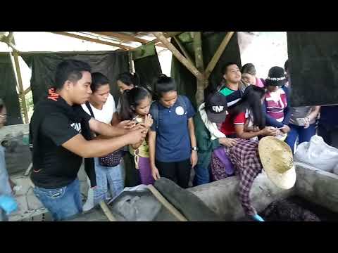 african nightcrawler