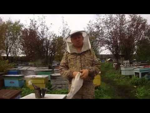 Часть 2.СОХРОНЯЕМ МАТОК В ЗИМУ, ПРОВЕРЯЕМ ИХ ПРИЁМ В СБОРНЫХ ОТВОДКАХ. Beekeeping.🔥🔥🔥