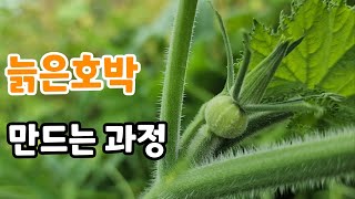 늙은 호박 만드는 시기 지금이 중요하다