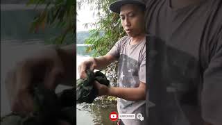 Download lagu #shorts | cara mancing | cara mengumpulkan ikan | mancing ikan nila | mancing ambyar terbaru 2021 mp3