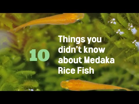10 Things you DIDN'T KNOW about Medaka Rice Fish