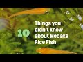 10 Things You DIDN T KNOW About Medaka Rice Fish