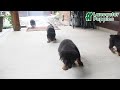 Rottweiler dogs for sale: Rain - Video 1