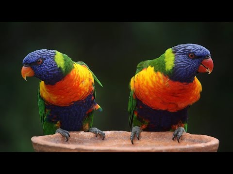 Colorful Macaw Parrots - Stunning Birds in 4K 🐦Sleep Relax Forest Ambient Sounds 4K TV Screensaver