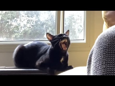 This Cat 'Singing' Along To A Blues Song Is The Most Adorable Thing You'll See Today