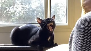 Cat Singing Blues