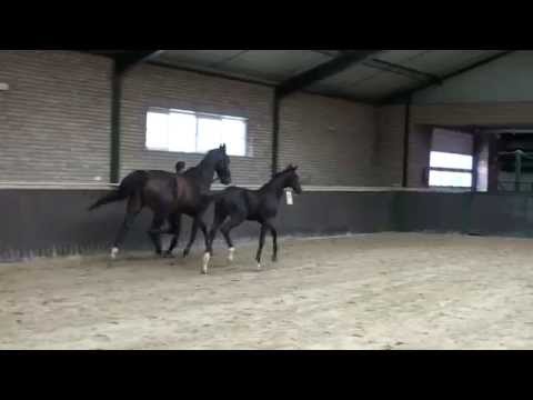 Jack Daniels RT stallion  v. Sir Donnerhall