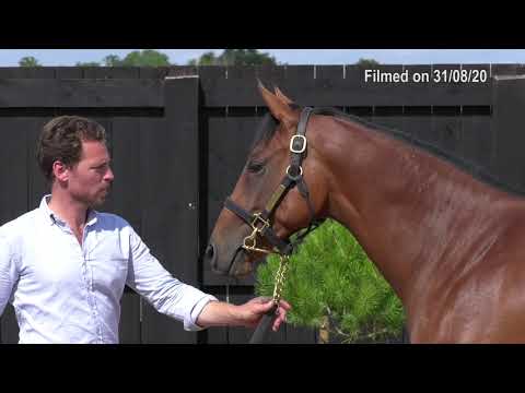 2020 Deauville Select Sale - Lot 201 f.KODIAC x QUICKSTYX