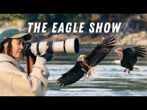 EPIC Bald Eagle Feeding Frenzy in British Columbia – HUNDREDS in Action! | The Eagle Show (Canada)