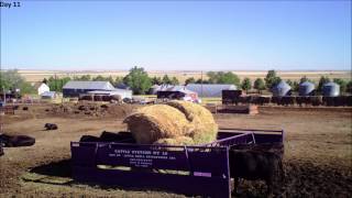 cattle systems feeder 17 day time laspe HD