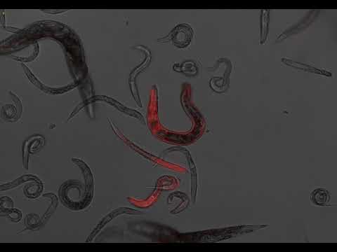 C-Elegans logo