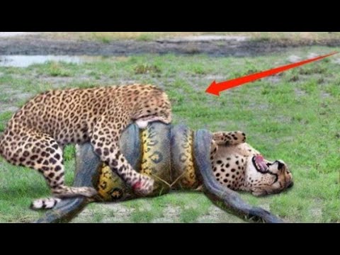 Top 10 Strongest Predators In The Wild - Prey VS Predator - Predator Animals Real Fights to Death