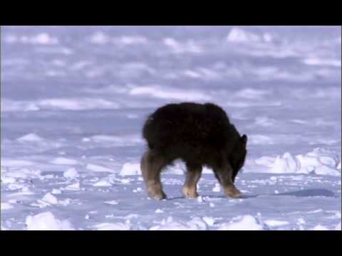 mixPlanet Earth 06 Ice Worlds 2006 1080p HDDVD x264 AJP 2