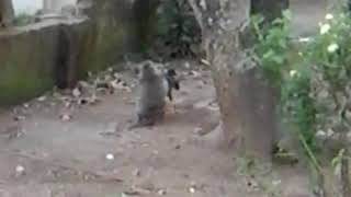 Download lagu pertarungan ayam vs monyet kampung mp3 Download lagu pertarungan ayam vs monyet kampung mp3