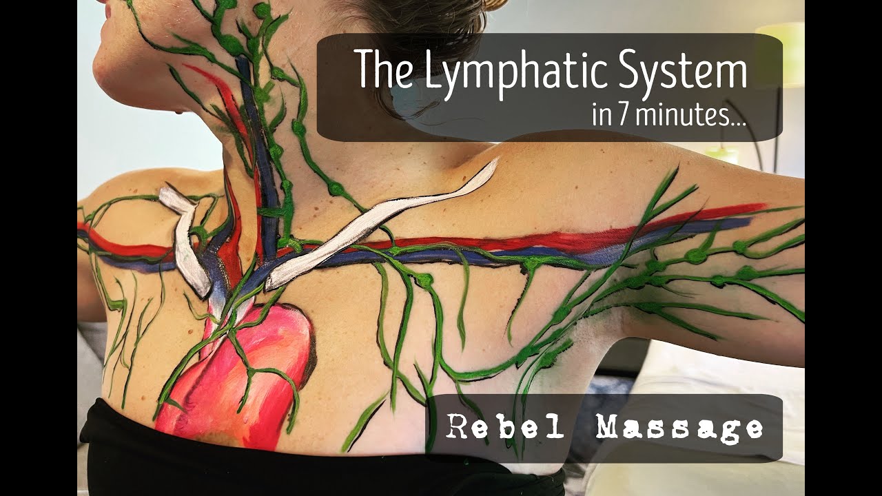 The Lymphatic System In Seven Minutes