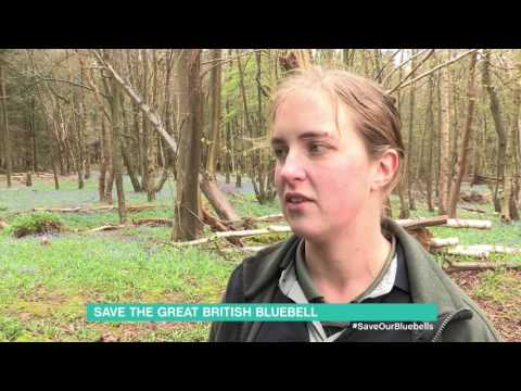 Save The Great British Bluebell | This Morning