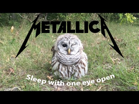 Owl. Sleep with one eye open. (Metallica: Enter Sandman)
