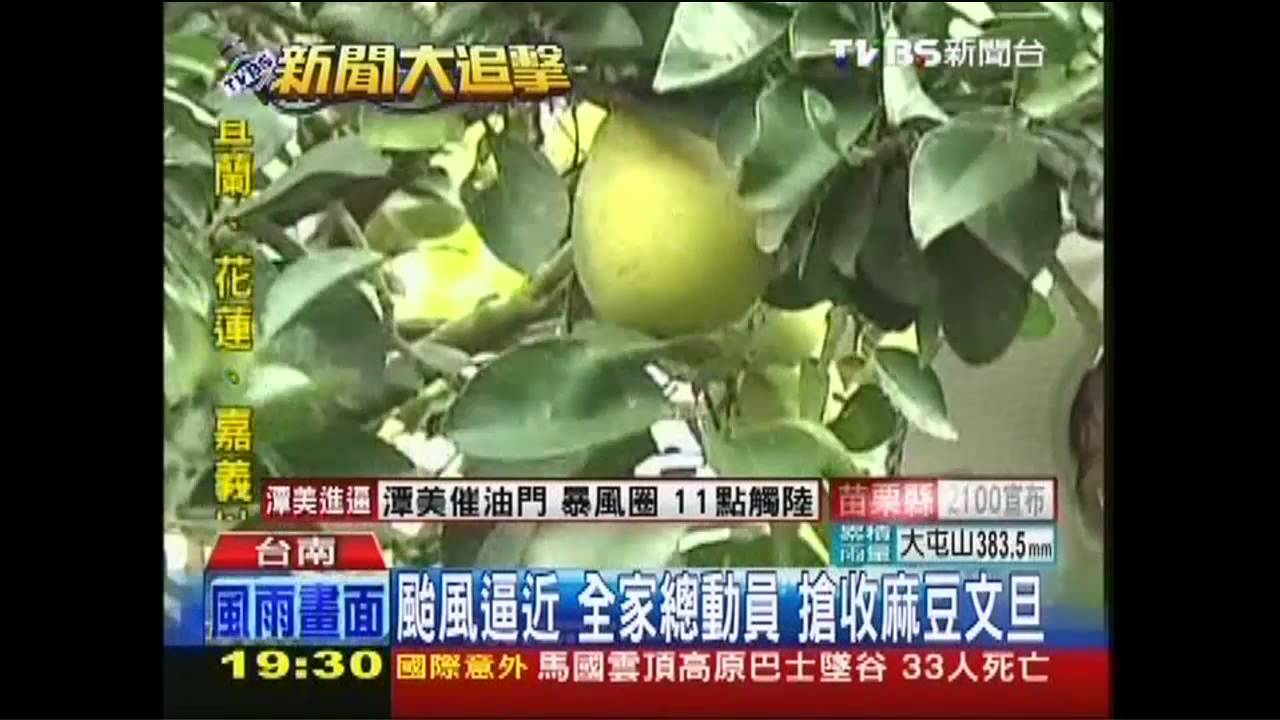 潭美颱風／颱風逼近！全家總動員　搶收麻豆文旦